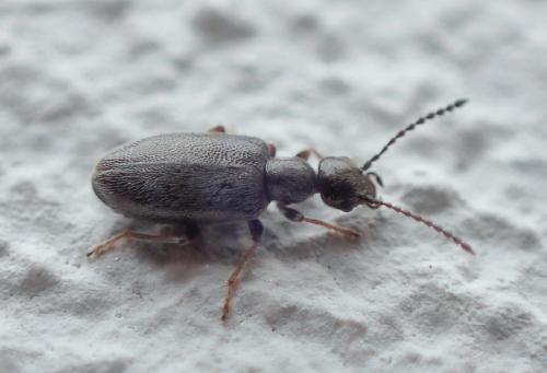 Réf. 220 525 : Microhoria sp.